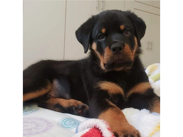 Los Gratuitos Espectaculares Cachorritos De Rottweiler Con Todas Las