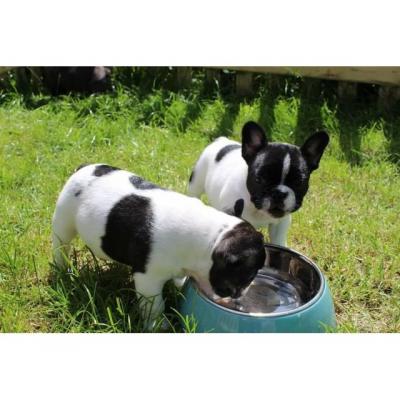 FRENCH BULLDOGS FOR SALE