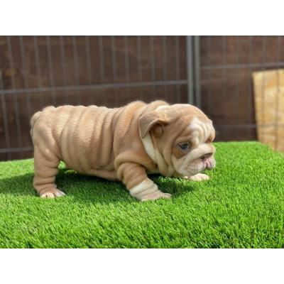 adorables bulldogs ingleses M, F