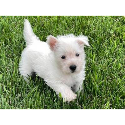 Cachorros de West Highland Terrier disponibles