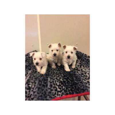 Cachorros de West Highland Terrier disponibles