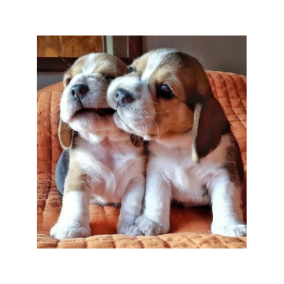 Preciosa cachorros de Beagle para adopcion