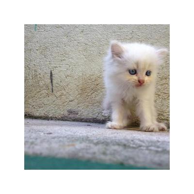 hermoso gatitos persa