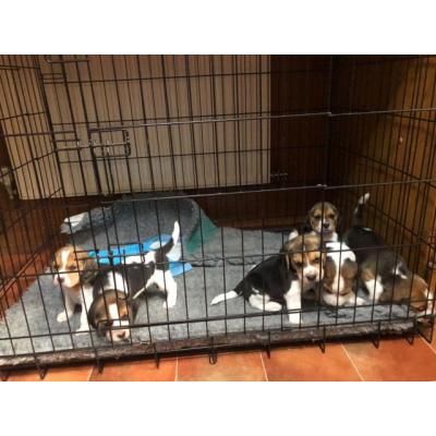 precios cachorros de Beagle Tricolor