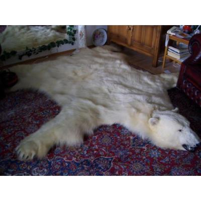 Pieles blandas de oso polar