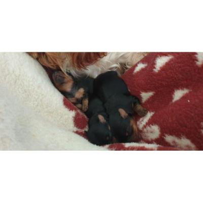 Yorkshire Terrier toy
