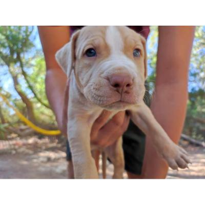 Cachorros American Pitbull Terrier/Stanford