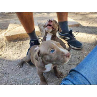 Cachorros American Pitbull Terrier/Stanford