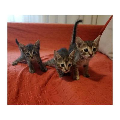 Se ofrece en adopción gatitos en Sagunto