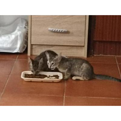 Se ofrece en adopción gatitos en Sagunto