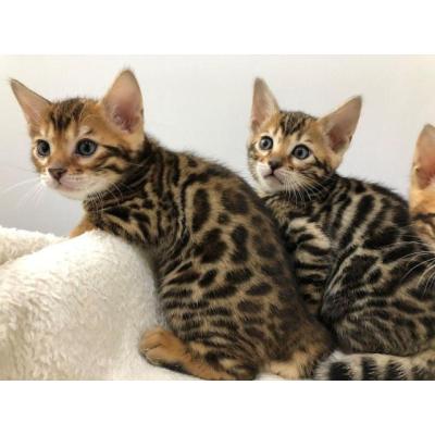 Disponibles gatitos gato bengala con pedigree Anfi.