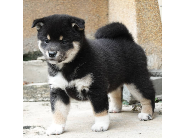 Los Gratuitos Preciosos Cachorros Shiba Inu Macho Y Hembra Valencia