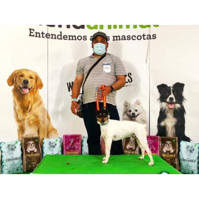 Cachorros de Ratonero Bodeguero Andaluz