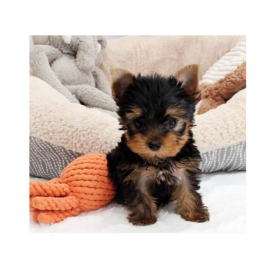 Cachorros de Yorkshire Terrier miniatura disponibles