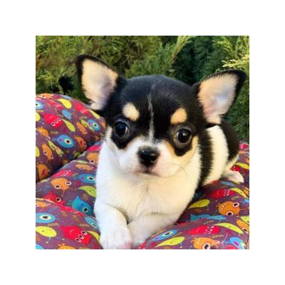 cachorritos de Chihuahua para adopcion