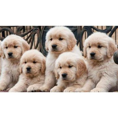 Los cachorros Golden Retriever para adopcion