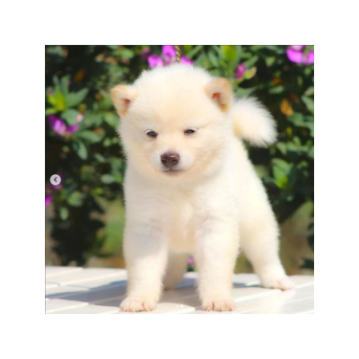 Cachorros de Shiba Inu disponibles para adopcion