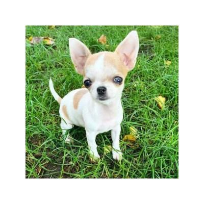 Preciosa camada, Chihuahua disponible machos y hembras