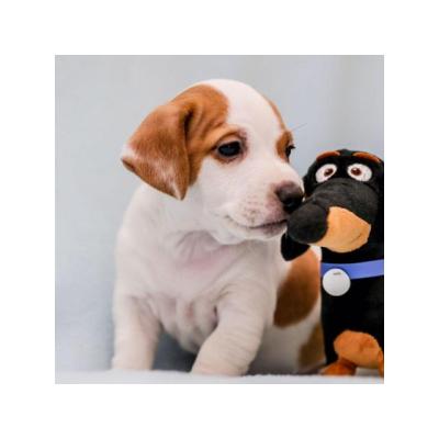 Hermosos cachorros de Jack Russell Terrier desparasitados