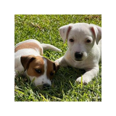 JACK RUSSELL (4 CACHORROS DISPONIBLES)