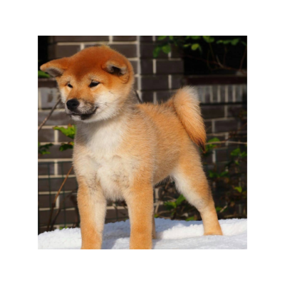 preciosos cachorros de Shiba inu se entregan
