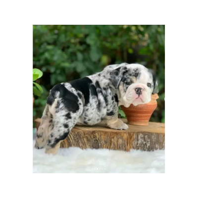 Preciosos cachorros de Bulldog Ingles para adopcion