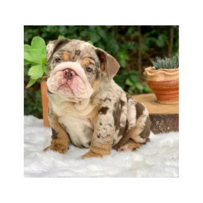 Espectaculares cahorritos de Bulldog Ingles para adopcion