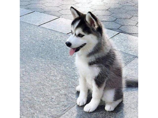 preciosos husky Siberiano para adopcion