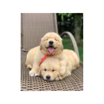 Hermosos cachorros de golden retriever para adopción