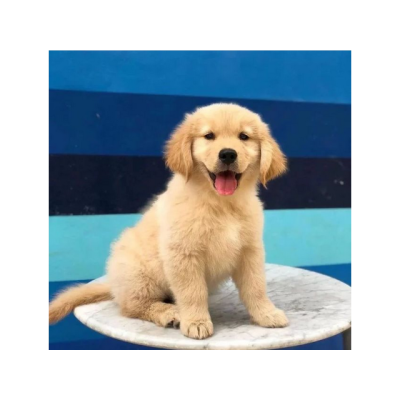 Fantástico Cachorro Golden Retriever para adopcion