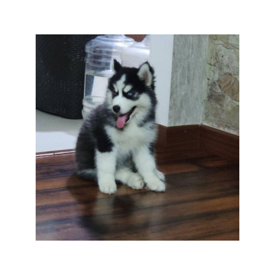 Linda cachorros de Husky siberiano para adopcion