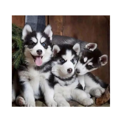 Preciosos cachorros de Husky siberiano listos