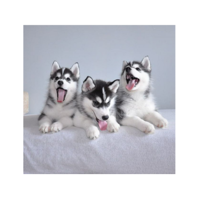 Regalo cachorros de Husky Siberiano pura raza