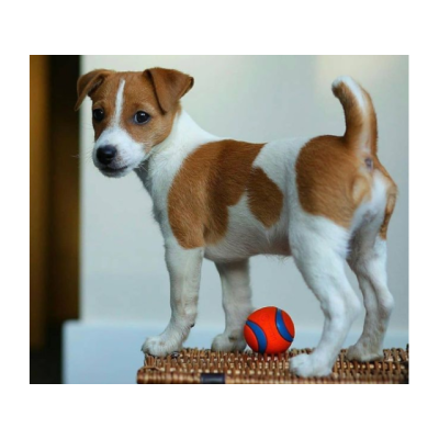 Bonitos Cachorros jack russell miniatura para adopcion