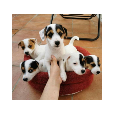 maravillosos cachorros Jack Russell para adopcion