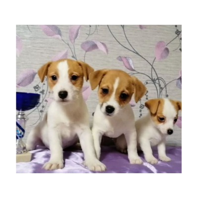 Preciosos cachorros Jack Rusell Terrier para adopcion