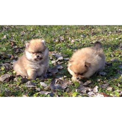 Tenga Pomerania por adopcion