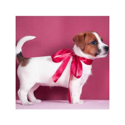 Pura raza cachorros jack russell terrier para adopcion