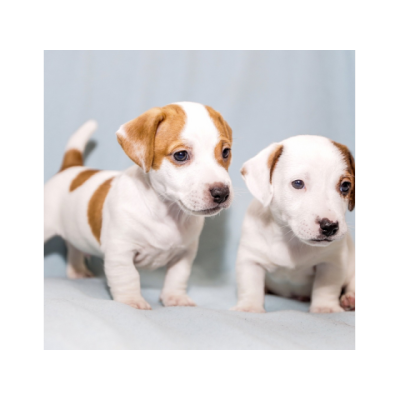 Regalo cachorros de Jack russell terrier para adopcion