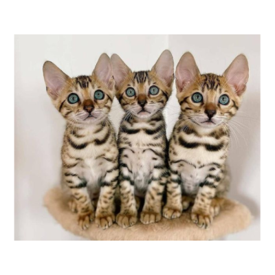 Preciosos gatitos de bengalí para adopcion