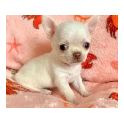 Preciosos cachorros Teacup Chihuahua