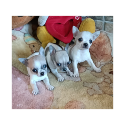 Cachorros de Chihuahua miniatura muy buena calidad