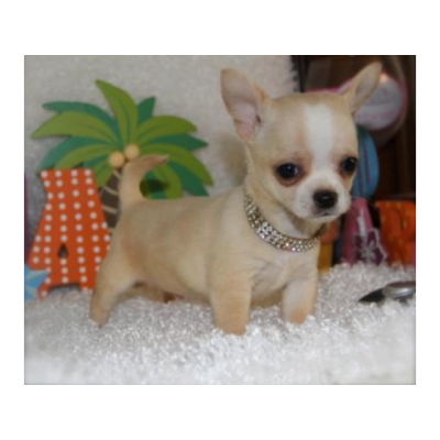 Hermosos y lindos cachorros de Chihuahua disponibles