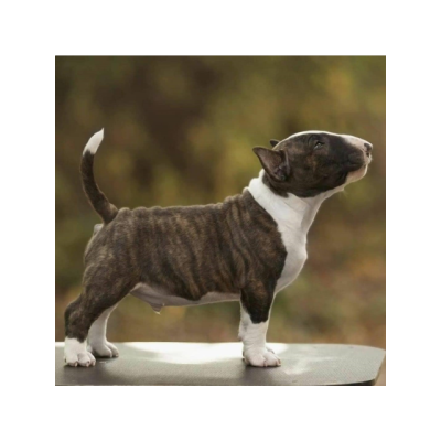 Cachorros de American Bull Terrier disponibles