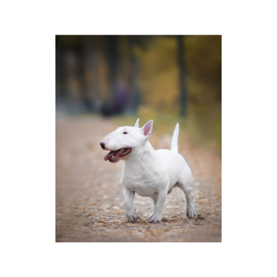 Preciosa camada Bull Terrier para adopcion