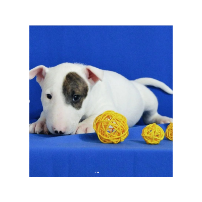 camada de Bull Terrier disponible para adopcion