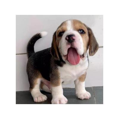preciosos cachorros beagle tricolor