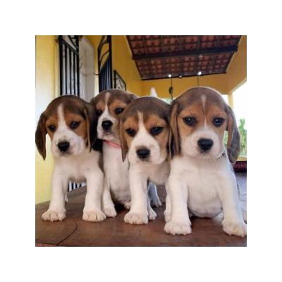 Bonitas Cachorros Beagle lista