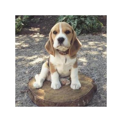 Preciosos cachorros de Beagle en adopcion