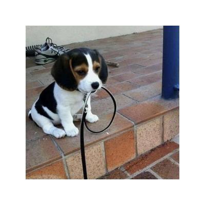 Regalo Cachorros Beagle listos para adopcion